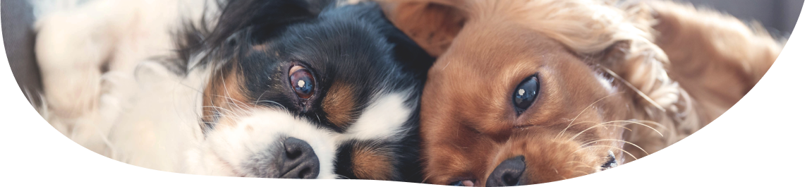 Twee hondjes, één bruin en één wit met zwart, liggen hoofd aan hoofd kijkend in de lens.