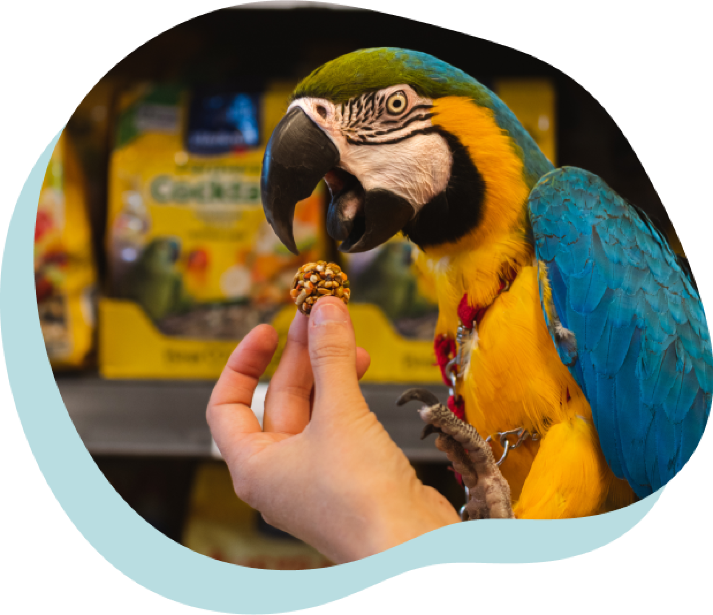Een blauw-gele ara krijgt een snack aangeboden door een hand.