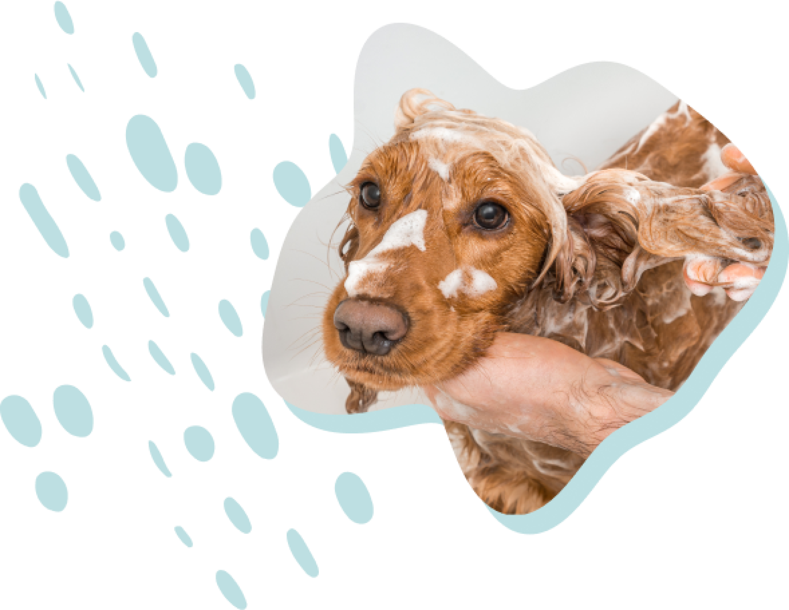 Bruine hond met schuim in de vacht die door een persoon wordt gewassen met shampoo.