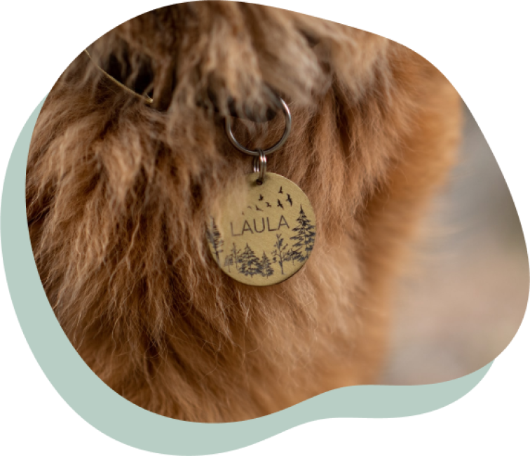 Een close-up van een medaillon aan een halsband rond de nek van een hond, op het plaatje staat de naam Laula gegraveerd.