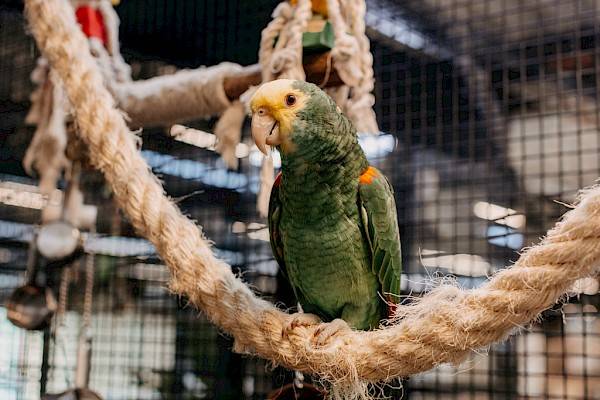 Groene papegaai met gele kop op touw in vogelkooi
