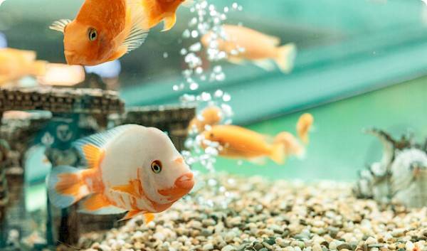 Vier oranje visjes zwemmend in een aquarium met helder groen water en een stenen ondergrond.
