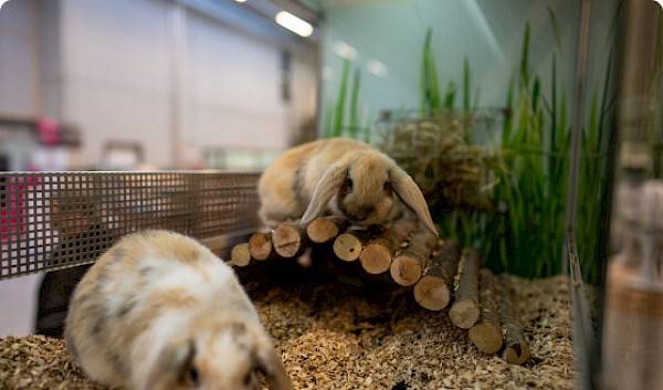 Twee konijnen waarvan één op houten bruggetje in een konijnenhok.