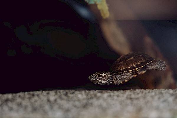 Een klein waterschildpadje zwemmend in een aquarium met een bodembedekking van steentjes.