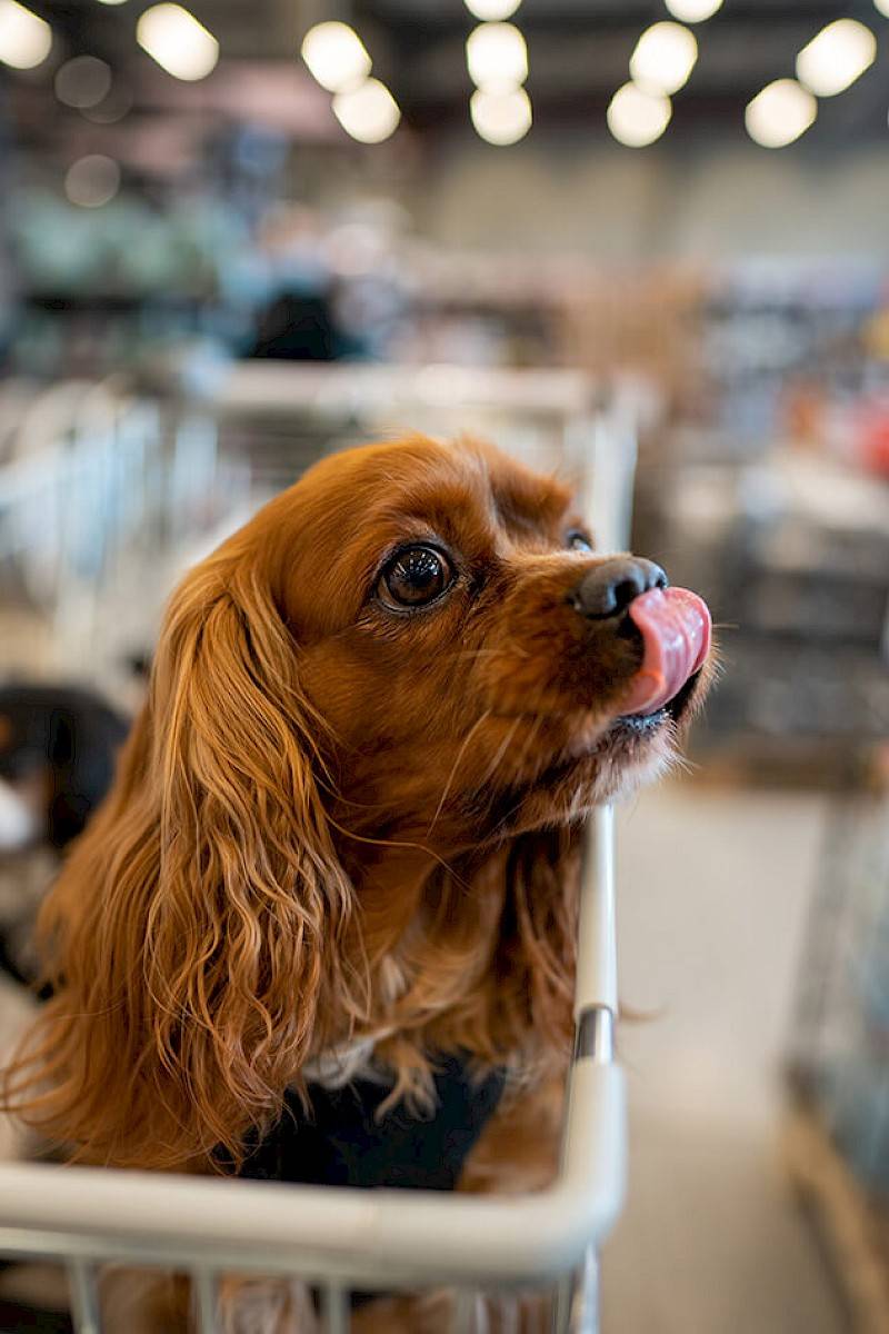 Een close-up van een King Charles hond zittend in een winkelkar.
