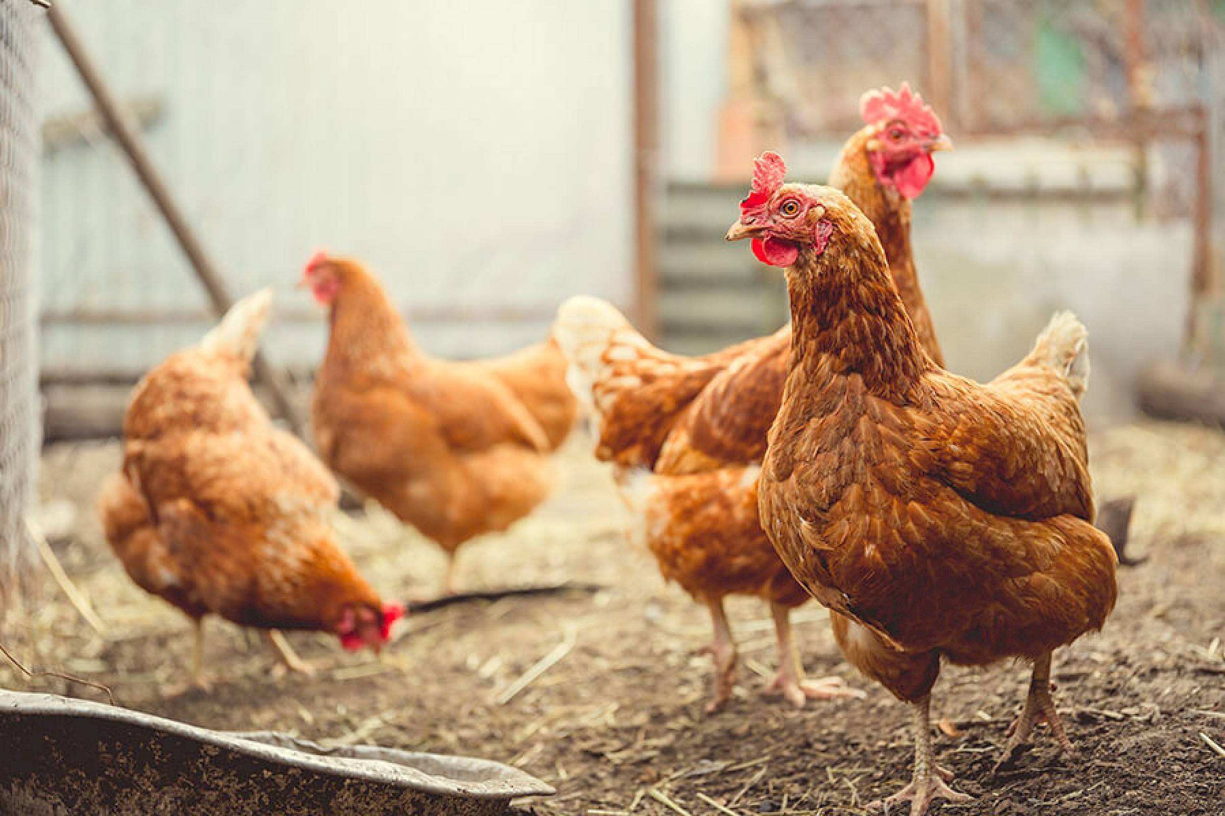 Vier kippen in een kippenren lopen door elkaar op een strooien ondergrond.
