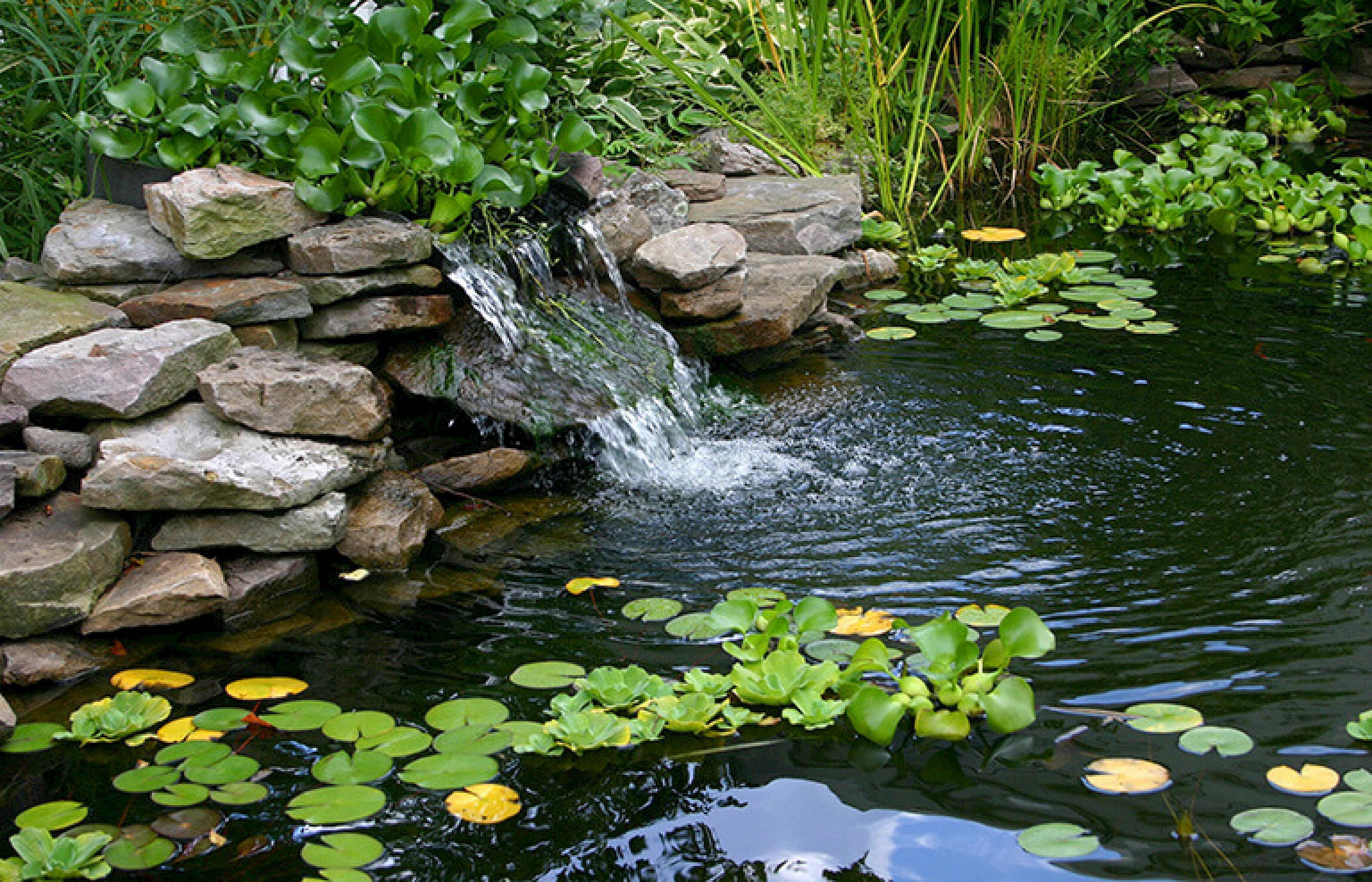 Een vijver met groene en gele waterplanten omgeven door struiken, stenen en een kleine waterval.