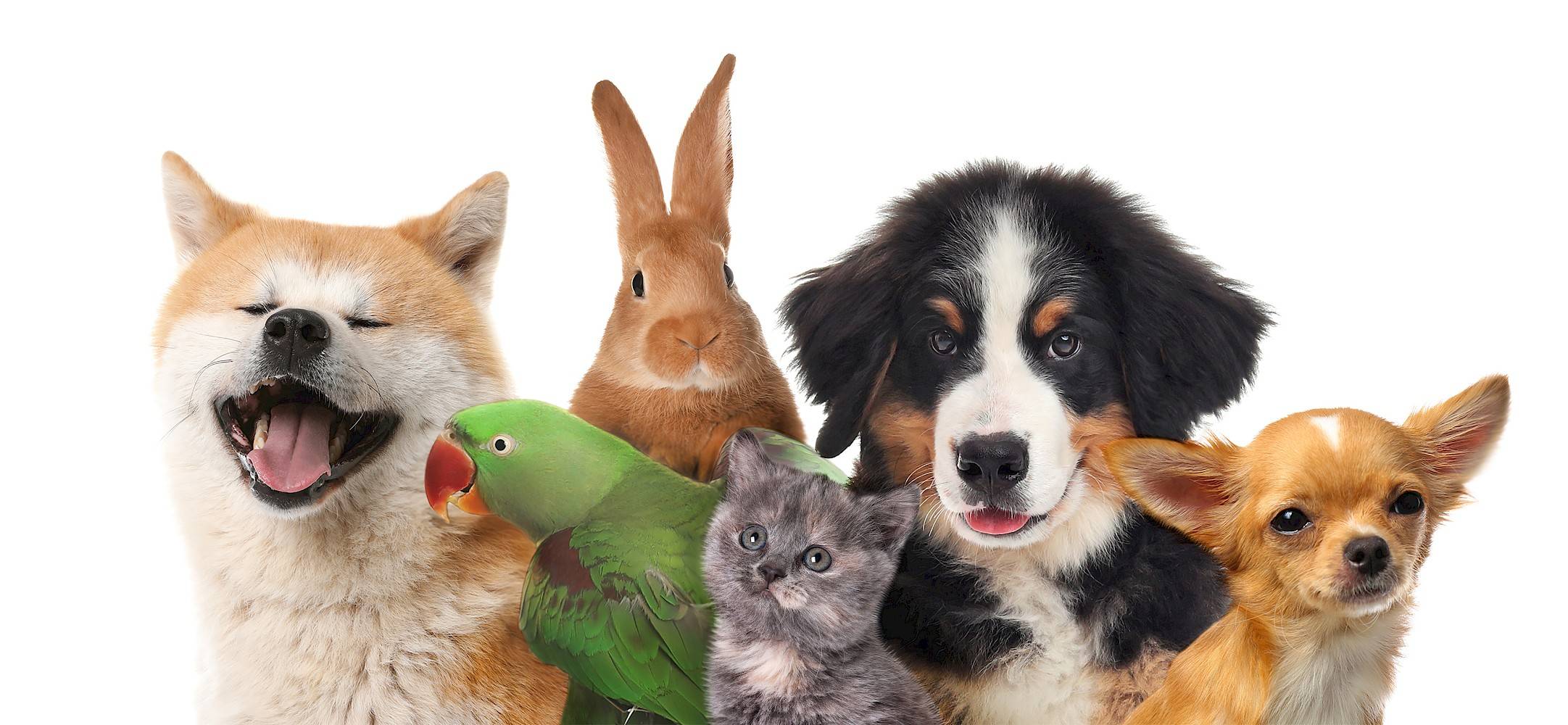 groep verschillende huisdieren: honden, kat, konijn, papegaai